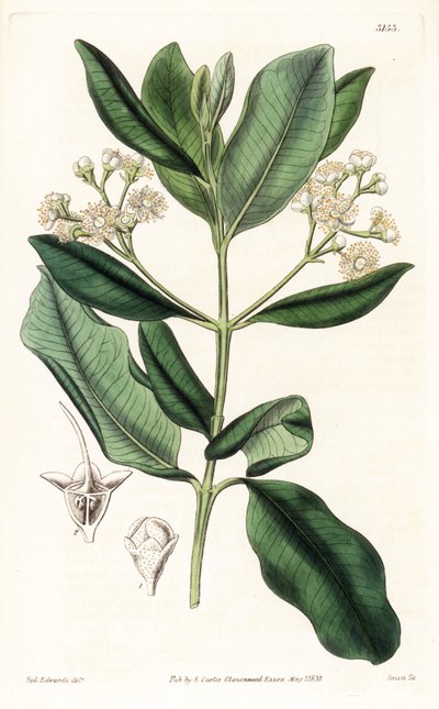 印度木--海湾朗姆树，Pimenta racemosa（野生丁香树，Myrcia acris），原产于加勒比地区。Swan根据Sydenham Edwards的插图进行的手绘铜版画，出自Samuel Curtis的 "植物学杂志"，伦敦 作者 西德纳姆·泰斯特·爱德华兹