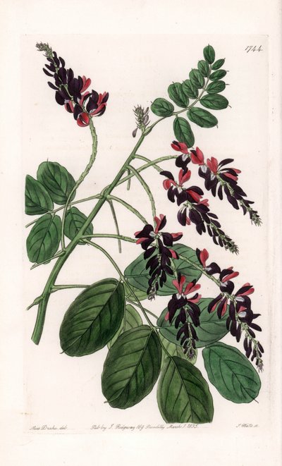 Indigofera Variete - S.Watts雕刻的图版，来自Sarah Anne Drake（1803-1857）的插图，出自英国Sydenham Edwards（1768-1819）的植物学登记册。 作者 Sydenham Teast Edwards