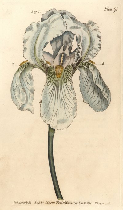 Iris florentina, Iris germanica nothovar.F. Sansom的手绘铜版画，是Sydenham Edwards为William Curtis在兰贝斯植物园的植物学讲座所做的植物学插图。 作者 西德纳姆·泰斯特·爱德华兹