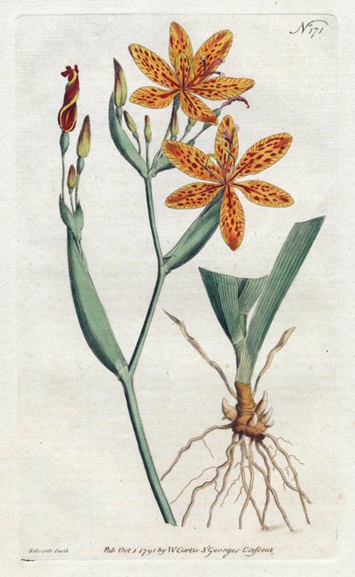 鸢尾豹或虎百合 (Irisdomestica) - Sydenham Edwards (1768-1819) 的平版印刷，来自植物学杂志 by William Curtis (1746-1799) 作者 西德纳姆·泰斯特·爱德华兹