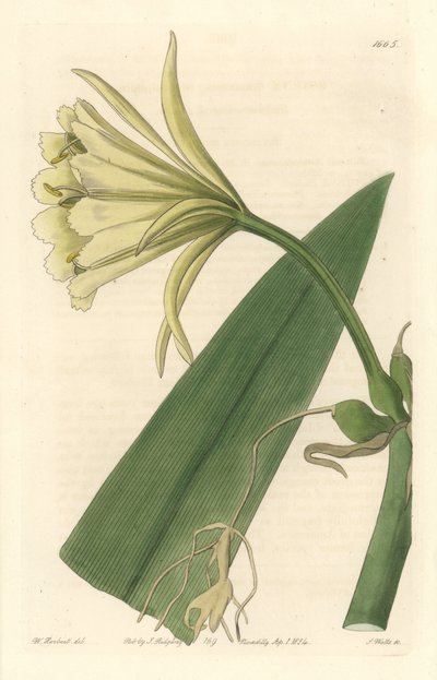 Ismene, Narcissus or Daffodil of Peru - Strong Water by S. Watts from an illustration by Sarah Anne Drake (1803-1857), from Botanical Register 作者 西德纳姆·泰斯特·爱德华兹