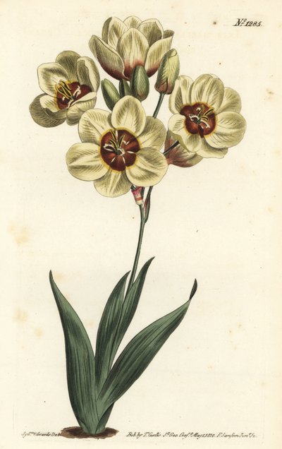 Ixia abbreviata (Cream-coloured spotted ixia, Ixia maculata v. ochroleuca) 。F. Sansom Jr.根据Sydenham Edwards的插图进行的手绘铜版画，出自William Curtis的植物学杂志，T. Curtis，伦敦 作者 西德纳姆·泰斯特·爱德华兹