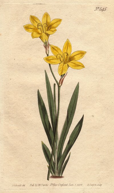 硫磺色的Ixia，开着明亮的柠檬黄花。硫磺色的Ixia，开着明亮的柠檬黄花。Ixia bulbifera。手绘铜版画，来自威廉-柯蒂斯的 "植物学杂志 "的植物学插图，由西登纳姆-爱德华兹绘制 17 作者 西德纳姆·泰斯特·爱德华兹