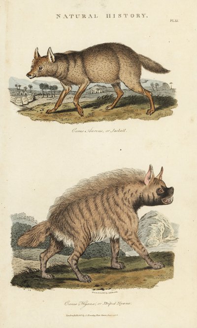 豺狼和鬣狗--金豺，Canis aureus，和条纹鬣狗，Hyaena hyaena。根据Sydenham Edwards的手绘铜版画，出自John Mason Good的Pantologia，新百科全书，G. Kearsley，伦敦 作者 Sydenham Teast Edwards