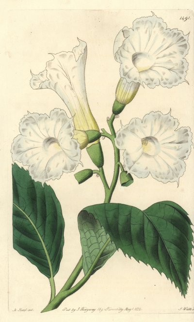 大花虫草 - 大花虫草，Cordia grandiflora。S. Watts根据M. Hart的插图进行的手绘铜版画，出自伦敦Ridgeway的Sydenham Edwards《植物志》。 作者 西德纳姆·泰斯特·爱德华兹