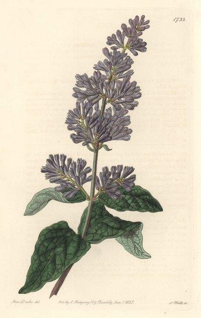 匈牙利的丁香--S.沃茨根据莎拉-安妮-德雷克（1803-1857）的插图创作的强水，出自《植物志》。 作者 西德纳姆·泰斯特·爱德华兹
