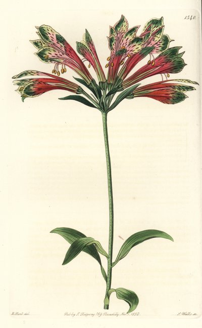 印加或秘鲁百合（alstroemere或alstroemerie）--秘鲁百合，Alstroemeria pulchella（Parrot alstroemeria，Alstroemeria psittacina）。S. Watts根据M. Hart的插图进行的手绘铜版画，出自Sydenham Edwards的《植物学》。 作者 西德纳姆·泰斯特·爱德华兹