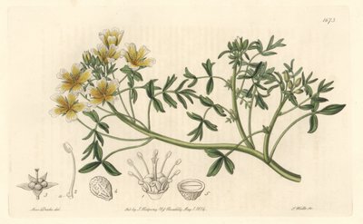 Limnanthe，原产于加利福尼亚--S. Watts Strong Water，来自Sarah Anne Drake（1803-1857）的插图，出自《植物志》。 作者 西德纳姆·泰斯特·爱德华兹