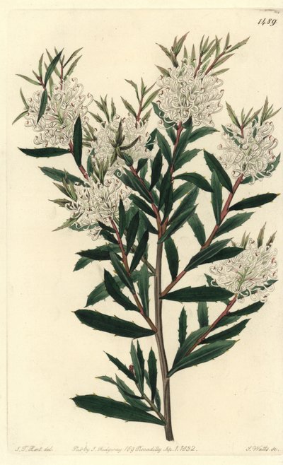 线形叶哈克鱼，线形哈克鱼。 S. Watts 在 J.T. 的插图后手工雕刻的铜版画 来自伦敦里奇韦 Sydenham Edwards