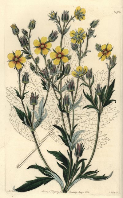 Long-leaved cinquefolia variete - Potentilla longifolia (Viscid cinquefoil, Potentilla viscosa).S. Watts根据M. Hart的插图进行的手绘铜版画，出自伦敦Ridgeway的Sydenham Edwards的植物志。 作者 西德纳姆·泰斯特·爱德华兹