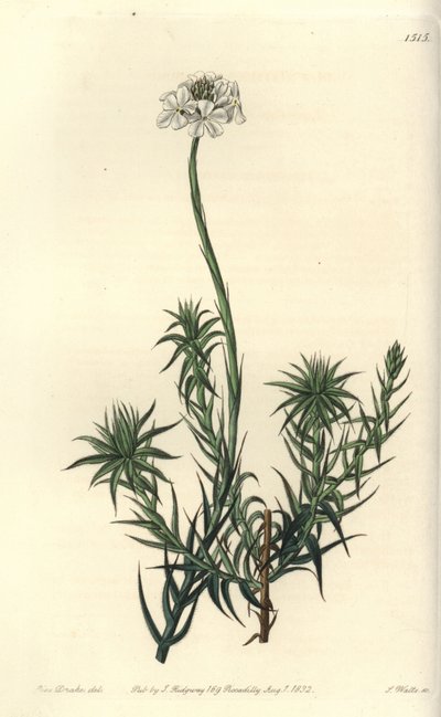 长叶 sphenotoma，Sphenotoma capatum。 S. Watts 手绘铜版画，由来自伦敦里奇韦 Sydenham Edwards