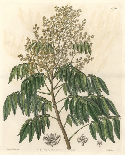 Longanier，原产于中国--S. Watts strong water来自Sarah Anne Drake（1803-1857）的插图，来自《植物志》。 作者 西德纳姆·泰斯特·爱德华兹