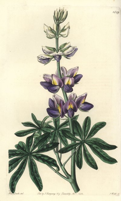 羽扇豆--可改变的羽扇豆，Lupinus mutabilis。S. Watts根据Sydenham Edwards的《植物志》中Sarah Drake小姐的插图进行的手绘铜版画，伦敦Ridgeway。 作者 西德纳姆·泰斯特·爱德华兹