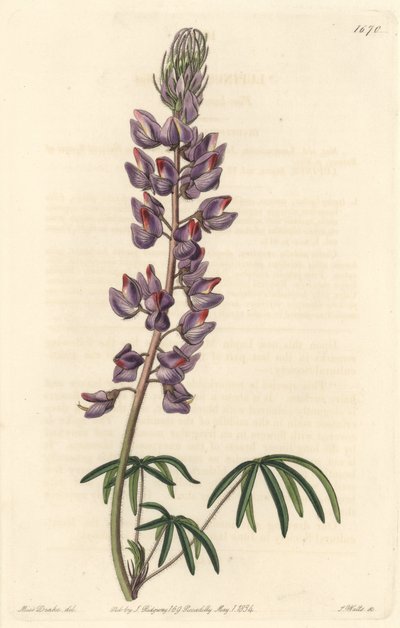 狭长叶子的羽扇豆--S.沃茨根据莎拉-安妮-德雷克（1803-1857）的插图制作的强水，来自《植物志》。 作者 西德纳姆·泰斯特·爱德华兹