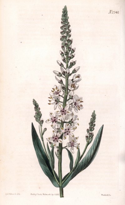 Lysimaque ephemere - 银色或柳叶松，Lysimachia ephemerum。韦德尔根据塞登纳姆-爱德华兹的插图进行的手绘铜版画，出自塞缪尔-柯蒂斯的《植物学杂志》，伦敦 作者 西德纳姆·泰斯特·爱德华兹