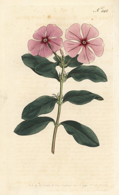 马达加斯加长春花 - 马达加斯加长春花，Catharanthus roseus（Vinca rosea）。Sansom根据Sydenham Edwards的插图制作的手绘铜版画，伦敦William Curtis的植物杂志。 作者 Sydenham Teast Edwards