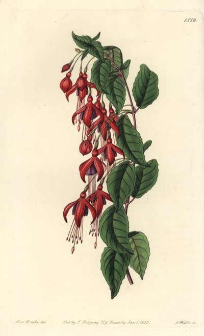麦哲伦紫薇--蜂鸟紫薇，Fuchsia magellanica（气球花紫薇，Fuchsia globosa）。S. Watts根据Sydenham Edwards的《植物志》中Sarah Drake小姐的插图进行的手绘铜版画，伦敦Ridgeway。 作者 西德纳姆·泰斯特·爱德华兹