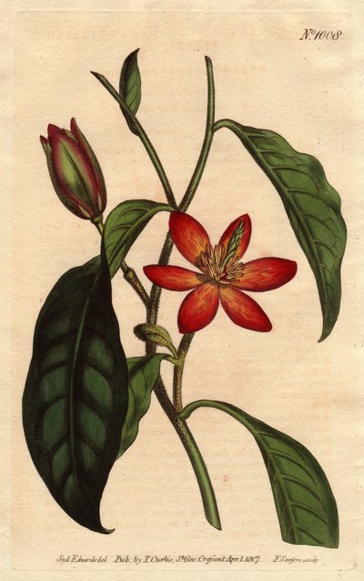 玉兰花有棕色的茎，有橙色的花和花瓣，原产于中国。棕色茎的玉兰花，花色为猩红色和橙色。原产于中国。紫玉兰（Magnolia fuscata）。手绘铜版画，来自Sydenham Edwards的植物学插图。 作者 西德纳姆·泰斯特·爱德华兹