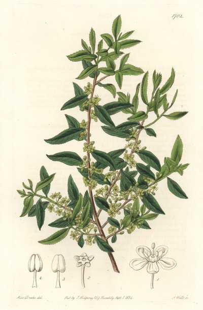 Maytenus boaria (maiten)，中美洲和南美洲的特有物种--S. Watts根据Sarah Anne Drake (1803-1857)的插图制作的强水，来自《植物志》。 作者 西德纳姆·泰斯特·爱德华兹