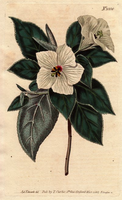 Melhania Saint Helena with white flowers.圣海伦娜红木，开白花。Melhania erythroxylon.手绘铜版画，来自威廉-柯蒂斯的《植物学杂志》1790-1800年的植物学插图，作者是Sydenham Edwards。 作者 西德纳姆·泰斯特·爱德华兹