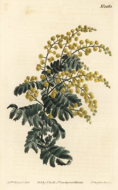 F. Sansom Jr.根据Sydenham Edwards的插图进行的手绘铜版画，出自William Curtis的植物学杂志，T. Curtis，伦敦 作者 西德纳姆·泰斯特·爱德华兹