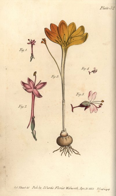 Monandria 1,2, cloth of gold, Crocus angustifolius (Triandria) 3, and enchanter