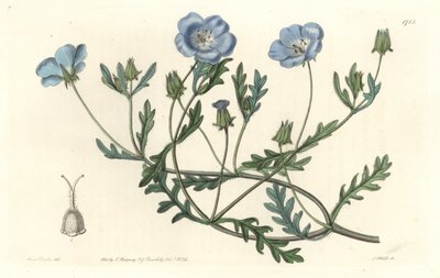 Namophile maculee，原产于加利福尼亚--S.Watts根据Sarah Anne Drake（1803-1857）的插图创作的Water forte，来自《植物志》。 作者 西德纳姆·泰斯特·爱德华兹