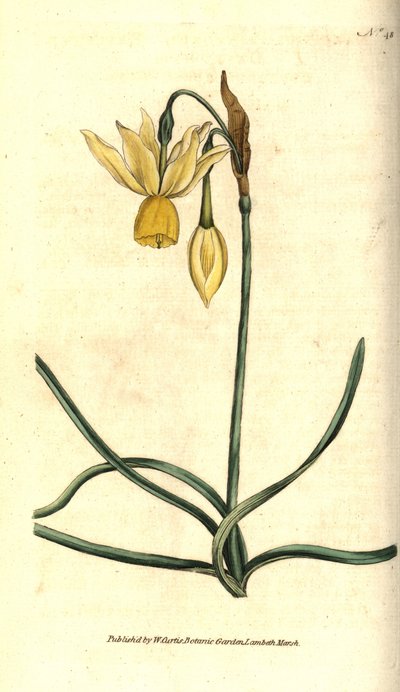 水仙 - 反射型水仙，Narcissus triandrus。根据詹姆斯-索尔比的植物学插图进行的手绘铜版画，出自威廉-柯蒂斯的《植物学杂志》，伦敦兰贝斯沼泽。 作者 西德纳姆·泰斯特·爱德华兹