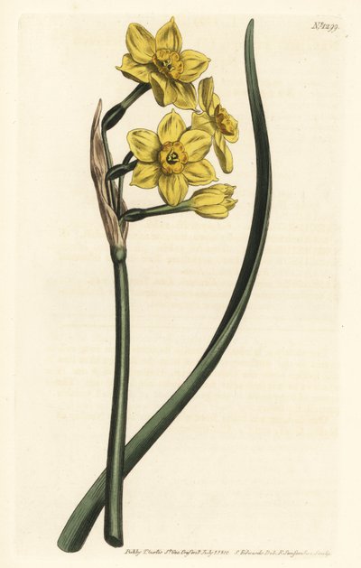 水仙花束 束花水仙，Narcissus tazetta subsp. aureus（水仙花香水仙，Narcissus bifrons）--F. Sansom Jr.根据Sydenham Edwards的插图进行的手绘铜版画，出自William Curtis的Botanical Maga。 作者 西德纳姆·泰斯特·爱德华兹