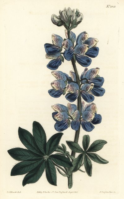 诺特卡羽扇豆--诺特卡-斯德羽扇豆，Lupinus nootkatensis。F. Sansom Jr.根据Sydenham Edwards的插图进行的手绘铜版画，出自William Curtis的植物杂志，T. Curtis，伦敦 作者 西德纳姆·泰斯特·爱德华兹