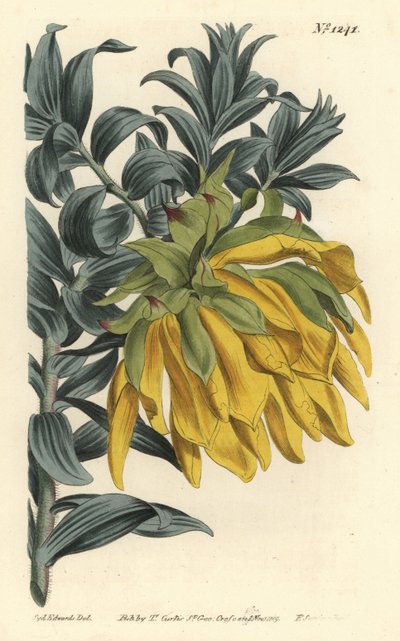 橙色的点头或山地大丽花，Liparia splendens（Ruscus-leaved liparia，Liparia sphaerica）。F. Sansom Jr.根据Sydenham Edwards的插图进行的手绘铜版画，出自William Curtis的植物杂志，T. Curtis，伦敦 作者 西德纳姆·泰斯特·爱德华兹