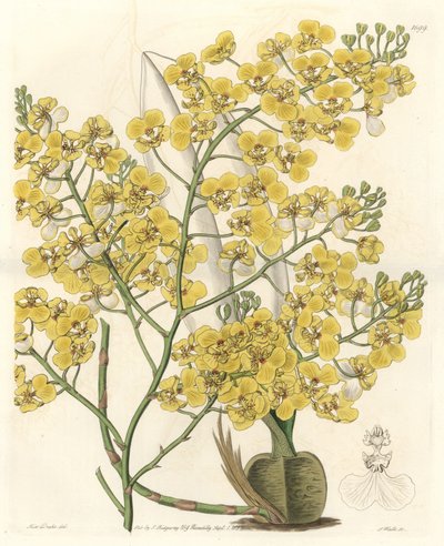 兰花（Oncidium ampliatum），开黄花，原产于新西兰--S.Watts根据Sarah Anne Drake（1803-1857）的插图创作的Water forte，出自《植物志》。 作者 西德纳姆·泰斯特·爱德华兹