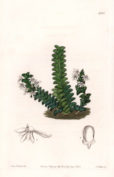 兰花。Angraecum品种，原产于赤道非洲--S.Watts雕刻的图版，来自Sarah Anne Drake（1803-1857）的插图，出自英国Sydenham Edwards（1768-1819）的植物学登记册。 作者 西德纳姆·泰斯特·爱德华兹