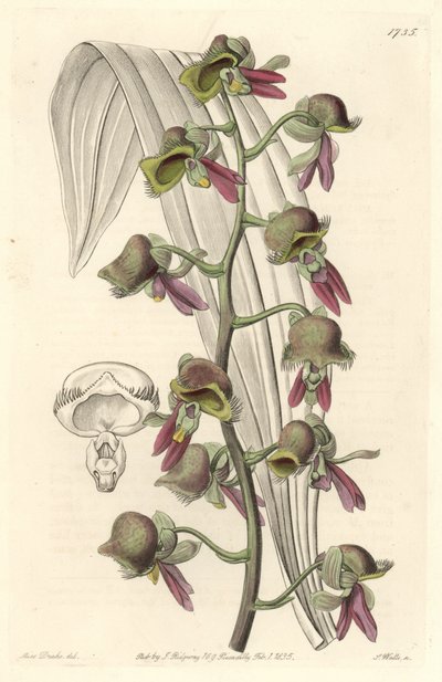 兰花Catasetum，双色花，原产于圭亚那--S.Watts根据Sarah Anne Drake（1803-1857）的插图创作的Water forte，来自《植物志》。 作者 西德纳姆·泰斯特·爱德华兹