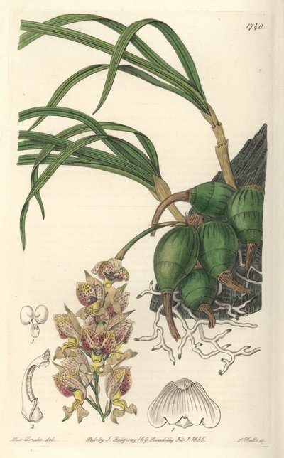 兰花Grobya，有黄色和紫色的花朵，原产于巴西--S. Watts根据Sarah Anne Drake（1803-1857）的插图创作的Water forte，来自《植物志》。 作者 西德纳姆·泰斯特·爱德华兹