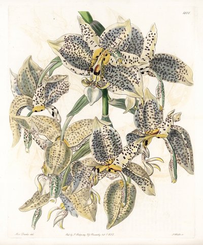兰花。Stanhopea品种，新热带 - S.Watts雕刻的图版，来自Sarah Anne Drake（1803-1857）的插图，出自英国Sydenham Edwards（1768-1819）的植物学登记册。 作者 西德纳姆·泰斯特·爱德华兹