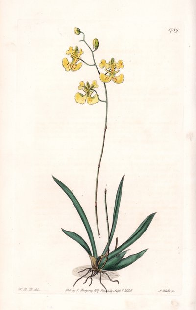 兰花：Variete Tolumnia guianensis，海地和圣多明各特有 - S.Watts 雕刻的盘子，来自 Sarah Anne Drake (1803-1857) 的插图，来自英国 Sydenham Edwards (1768-1819) 的植物名录 作者 西德纳姆·泰斯特·爱德华兹