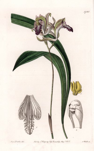兰花。美国的Bletia品种--S.Watts雕刻的图版，来自Sarah Anne Drake（1803-1857）的插图，出自英国Sydenham Edwards（1768-1819）的植物学登记册。 作者 西德纳姆·泰斯特·爱德华兹