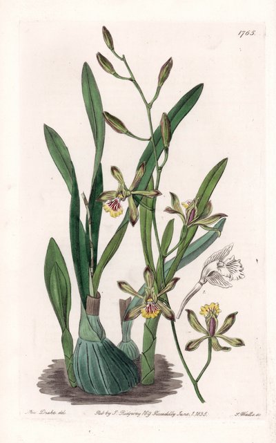 Orchid: epidendre grele - S.Watts的刻板，来自Sarah Anne Drake（1803-1857）的插图，出自英国Sydenham Edwards（1768-1819）的植物学登记册。 作者 西德纳姆·泰斯特·爱德华兹