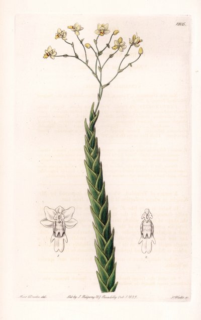 兰花：Lockhartia 的奇异品种 - S.Watts 雕刻的盘子，来自 Sarah Anne Drake (1803-1857) 的插图，来自英国 Sydenham Edwards (1768-1819) 的植物名录 作者 西德纳姆·泰斯特·爱德华兹