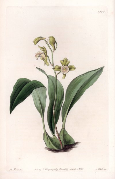 兰花：上颚一束--S.Watts的刻板，来自莎拉-安妮-德雷克（1803-1857）的插图，出自英国西登纳姆-爱德华兹（1768-1819）的植物学登记册 作者 西德纳姆·泰斯特·爱德华兹