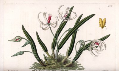 兰花：鳞茎的微型品种--由S.Watts雕刻的图版，来自Sarah Anne Drake（1803-1857）的插图，出自英国Sydenham Edwards（1768-1819）的《植物志》。 作者 西德纳姆·泰斯特·爱德华兹