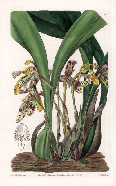 兰花：麦冬的变种，原产于南美洲--S.Watts根据Sarah Anne Drake（1803-1857）的插图雕刻的图版，出自英国Sydenham Edwards（1768-1819）的植物学登记册。 作者 西德纳姆·泰斯特·爱德华兹