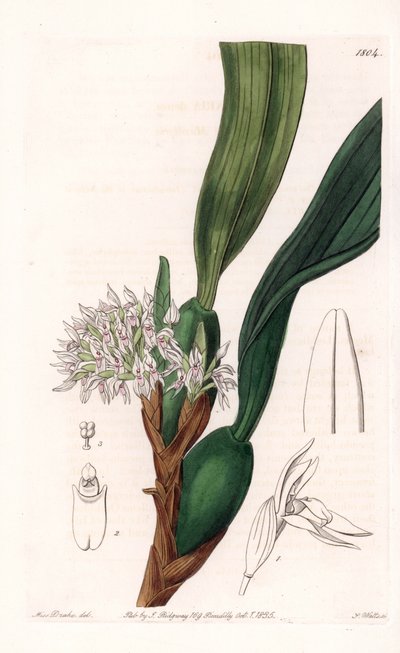 兰花：上颌的品种，原产于南美洲 - S.Watts 雕刻的盘子，来自 Sarah Anne Drake (1803-1857) 的插图，来自英国 Sydenham Edwards (1768-1819) 的植物名录 作者 西德纳姆·泰斯特·爱德华兹