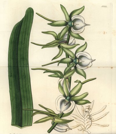 印度洋群岛的兰花品种 - 象牙兰，Angraecum eburneum。S. Watts根据Sydenham Edwards的《植物志》中Sarah Drake小姐的插图进行的手绘铜版画，伦敦Ridgeway。 作者 西德纳姆·泰斯特·爱德华兹