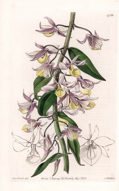 兰花：石斛的变种，原产于亚洲--S.Watts刻板，来自Sarah Anne Drake（1803-1857）的插图，出自英国Sydenham Edwards（1768-1819）的植物学名册 作者 西德纳姆·泰斯特·爱德华兹