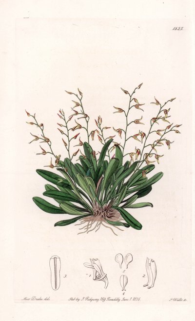 兰花:表皮细胞的变种--S.Watts雕刻的图版，来自Sarah Anne Drake（1803-1857）的插图，出自英国Sydenham Edwards（1768-1819）的植物学登记册 作者 西德纳姆·泰斯特·爱德华兹
