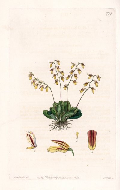 兰花:表皮细胞的变种--S.Watts雕刻的图版，来自Sarah Anne Drake（1803-1857）的插图，出自英国Sydenham Edwards（1768-1819）的植物学登记册 作者 西德纳姆·泰斯特·爱德华兹