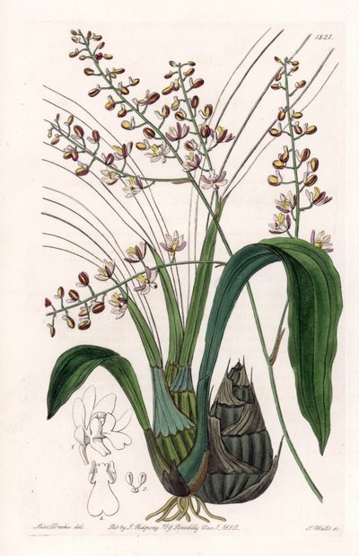 兰花：各种 eulophia - S.Watts 雕刻的盘子，来自 Sarah Anne Drake (1803-1857) 的插图，来自英国 Sydenham Edwards (1768-1819) 的植物名录 作者 Sydenham Teast Edwards
