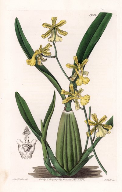 兰花，oncydium的变种，原产于南美洲--图版由S.Watts雕刻，出自Sarah Anne Drake（1803-1857）的插图，出自英国Sydenham Edwards（1768-1819）的植物学登记册。 作者 西德纳姆·泰斯特·爱德华兹